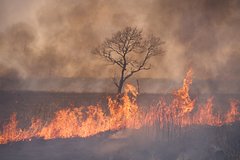 Физик-ядерщик назвал главную опасность вспыхнувшего в Чернобыльской зоне лесного пожара