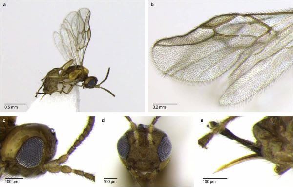Биологи случайно открыли новый вид ос-паразитов, заражающих взрослых мух - новости экологии на ECOportal